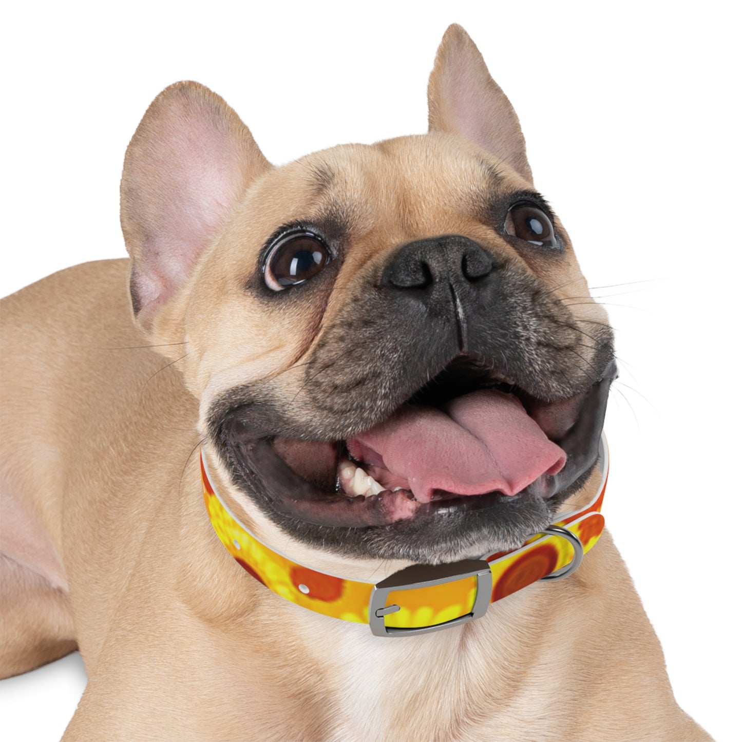 Dog Collar